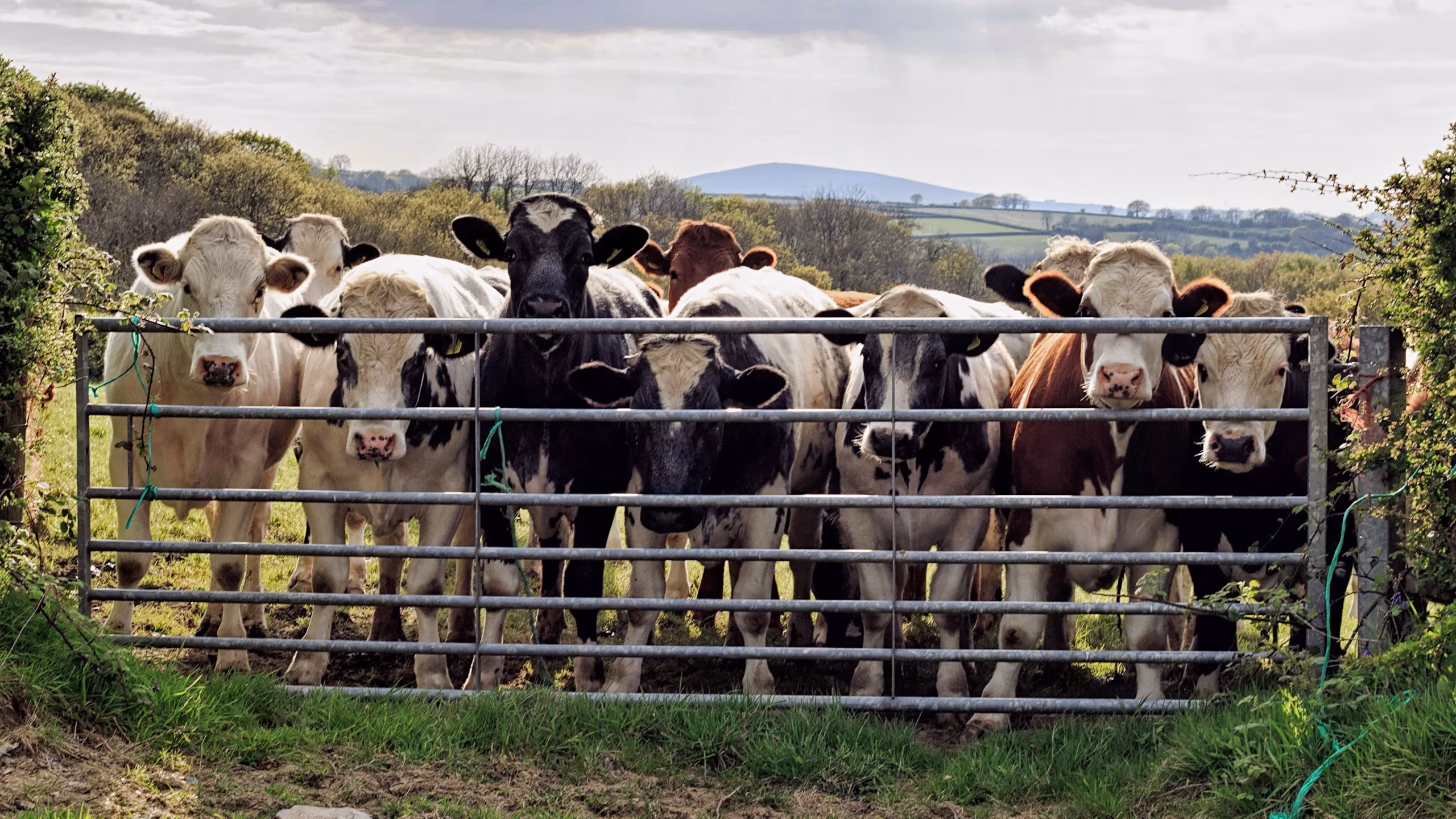 Best Cattle Rearing farm in the united kingdom